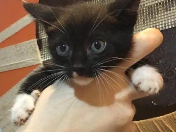 Gato ra a Sem raça idade Abaixo de 2 meses nome Gatinho preto e bran