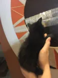 Gatinho preto