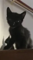 Gatinho preto