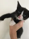 Gato preto e branco