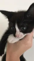 Gato preto e branco