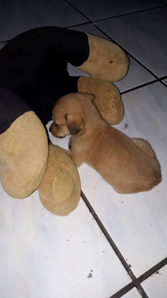Cachorro raça Vira-lata  idade Abaixo de 2 meses nome Blu