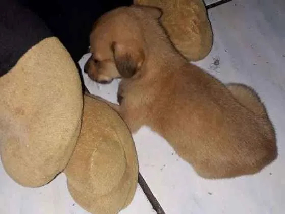 Cachorro raça Vira-lata  idade Abaixo de 2 meses nome Blu