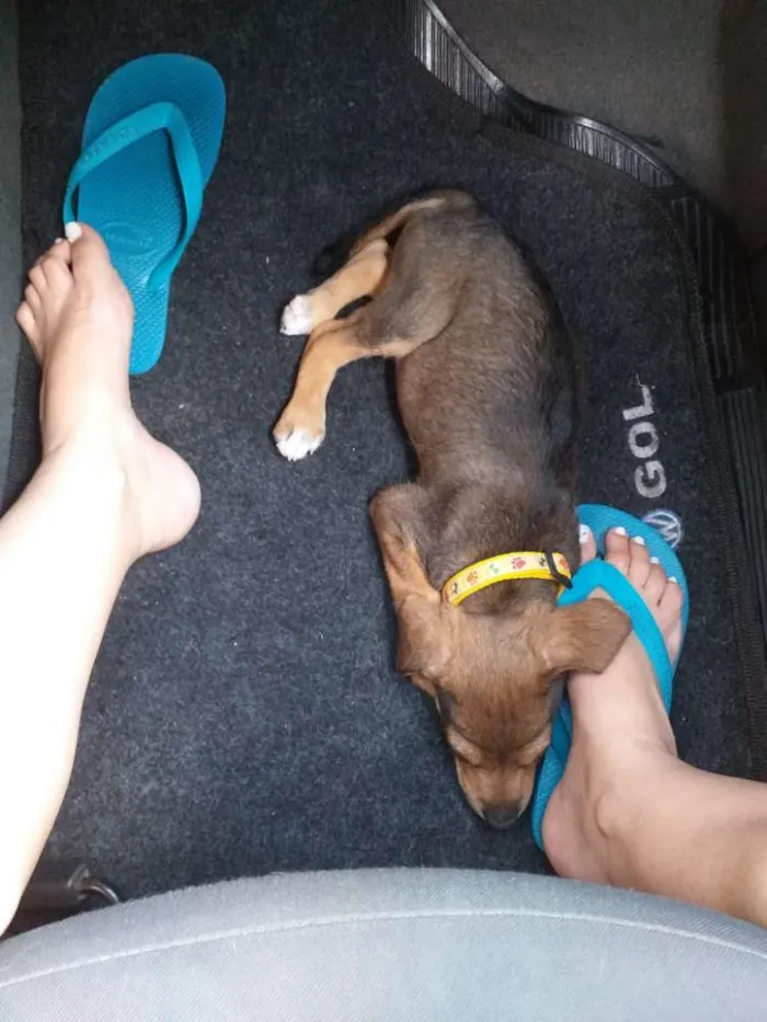 Cachorro raça Indefinida idade 2 a 6 meses nome Dog 
