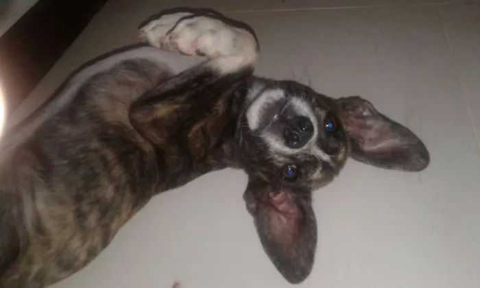 Cachorro raça  idade 2 a 6 meses nome Nike