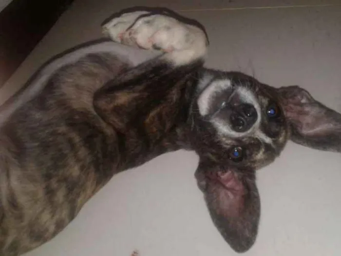 Cachorro raça  idade 2 a 6 meses nome Nike