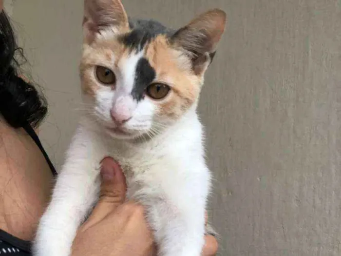 Gato ra a Desconheço a raça idade 7 a 11 meses nome Astrid