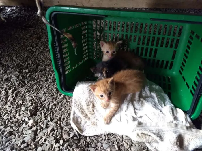 Gato ra a  idade Abaixo de 2 meses nome Não tem 