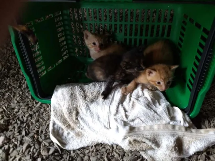 Gato ra a  idade Abaixo de 2 meses nome Não tem 