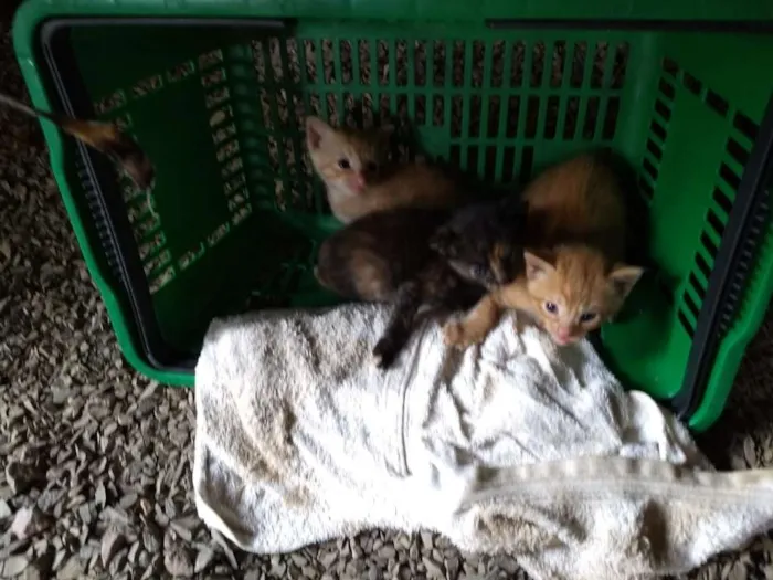Gato ra a  idade Abaixo de 2 meses nome Não tem 