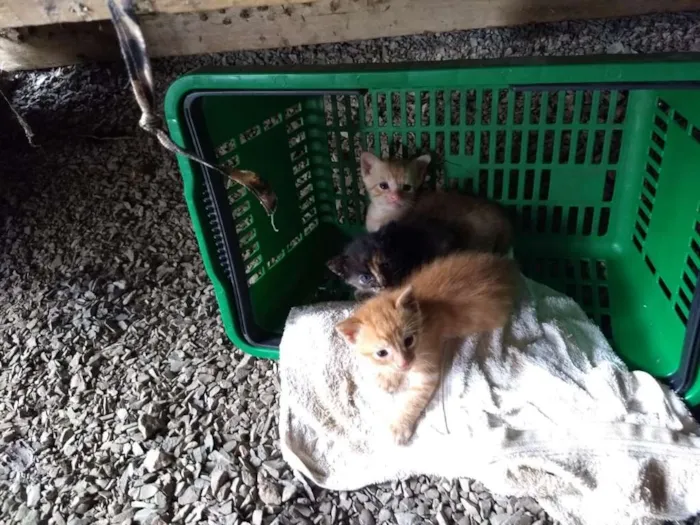 Gato ra a  idade Abaixo de 2 meses nome Não tem 