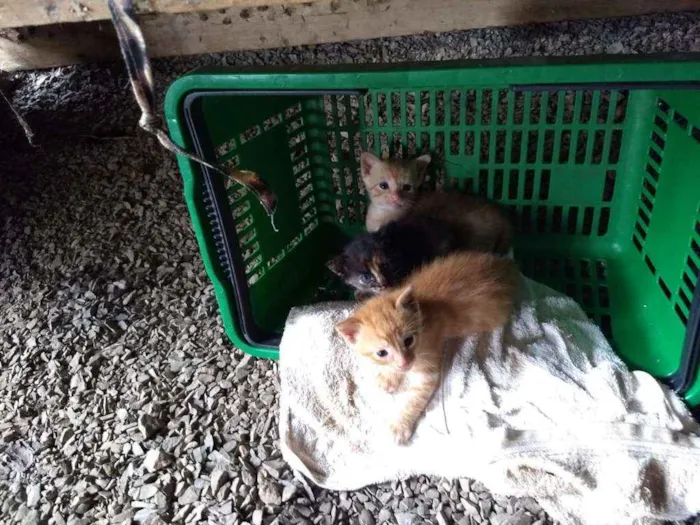 Gato ra a  idade Abaixo de 2 meses nome Não tem 