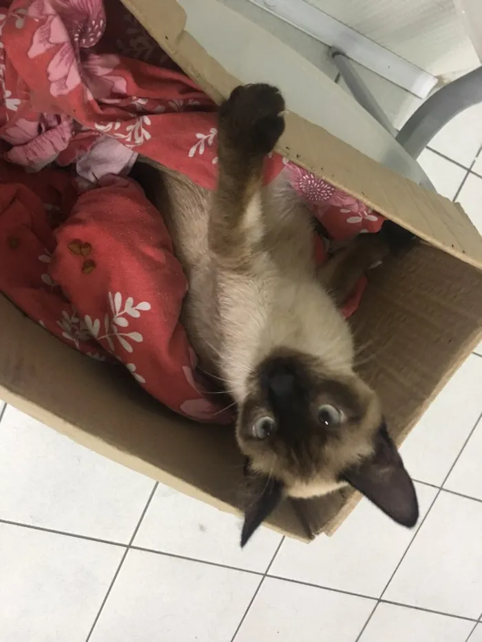 Gato ra a Srd idade 7 a 11 meses nome Sem nome