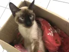 Gato raça Srd idade 7 a 11 meses nome Sem nome