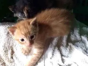 Gato ra a  idade Abaixo de 2 meses nome Não tem 