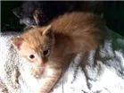 Gato raça  idade Abaixo de 2 meses nome Não tem 