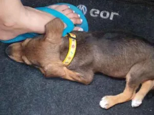 Cachorro raça Indefinida idade 2 a 6 meses nome Dog 