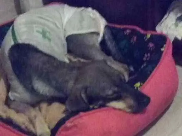 Cachorro ra a SRD idade 1 ano nome Sara