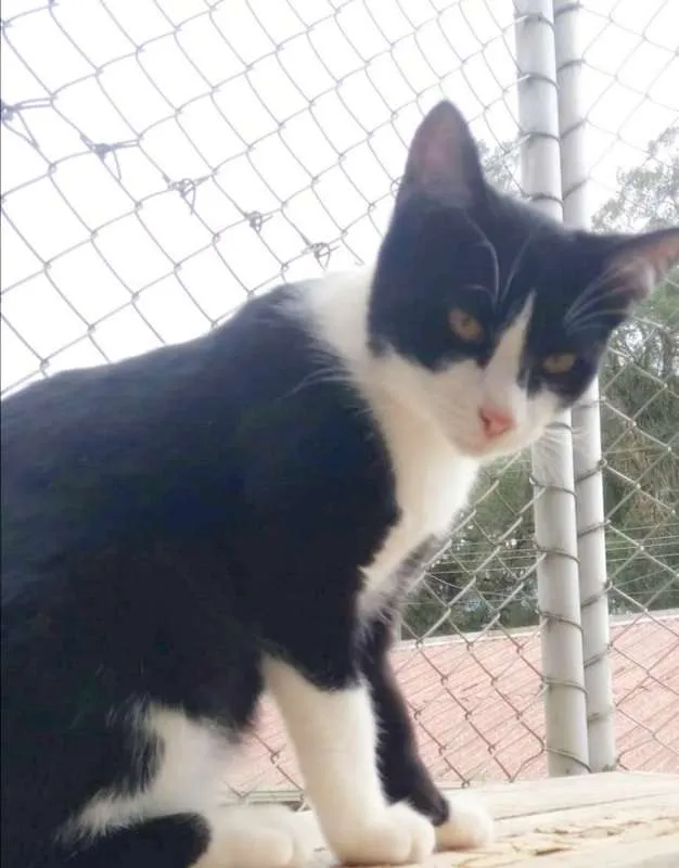 Gato ra a srd idade  nome Franz