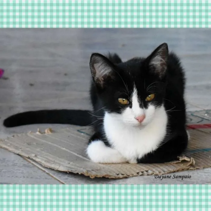 Gato ra a srd idade  nome Franz