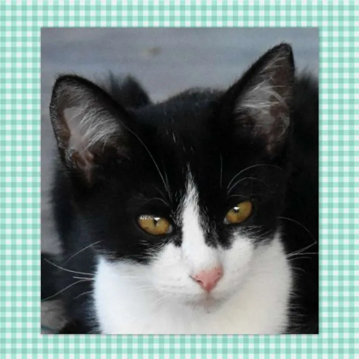Gato ra a srd idade  nome Franz