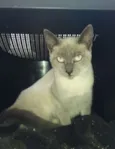 Margot