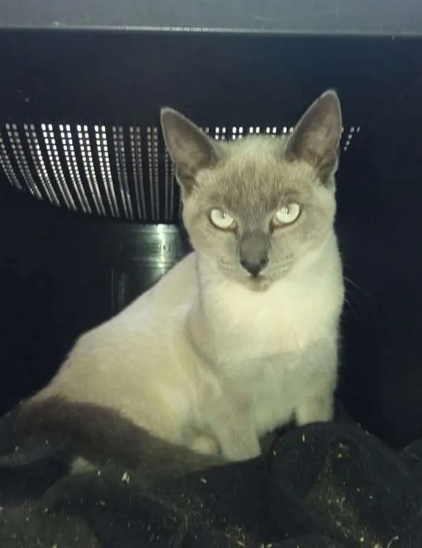 Gato ra a srd idade 2 a 6 meses nome Margot