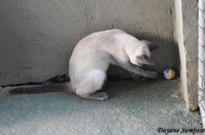 Gato ra a srd idade 2 a 6 meses nome Margot