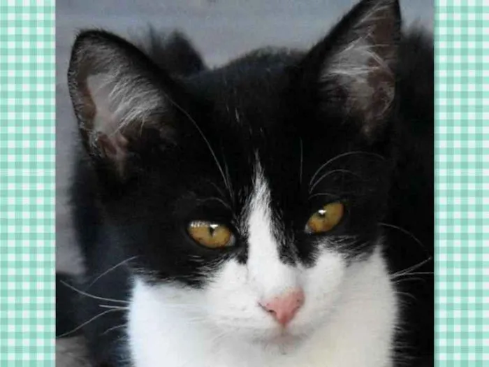 Gato ra a srd idade  nome Franz