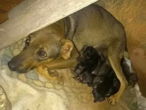 Cachorro raça vira lata idade Abaixo de 2 meses nome não tem