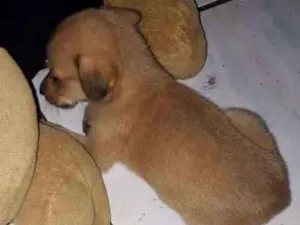 Cachorro raça Vira-lata  idade Abaixo de 2 meses nome Blu
