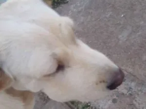 Cachorro raça Vira lata parece labrador  idade 2 anos nome Bud