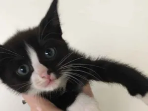 Gato raça  idade 2 a 6 meses nome Gato preto e branco