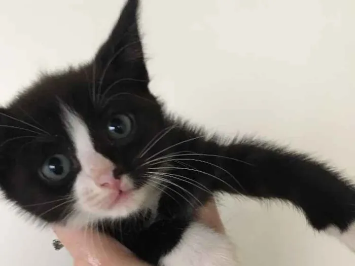 Gato ra a  idade 2 a 6 meses nome Gato preto e branco