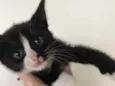Gato preto e branco