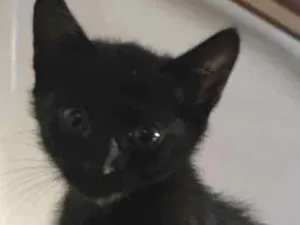 Gato raça Sem raça idade 2 a 6 meses nome Gatinho preto