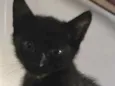 Gatinho preto