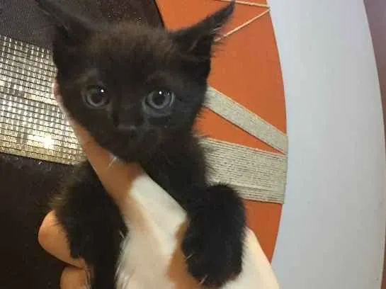 Gato ra a  idade Abaixo de 2 meses nome Gatinho preto