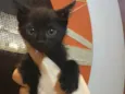 Gatinho preto