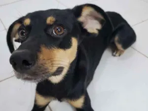 Cachorro raça SRD idade 1 ano nome Lexie 
