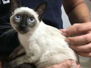 Gato raça Siamês idade 2 a 6 meses nome Alzirinha