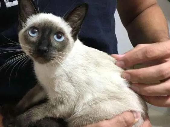Gato ra a Siamês idade 2 a 6 meses nome Alzirinha