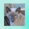 Margot