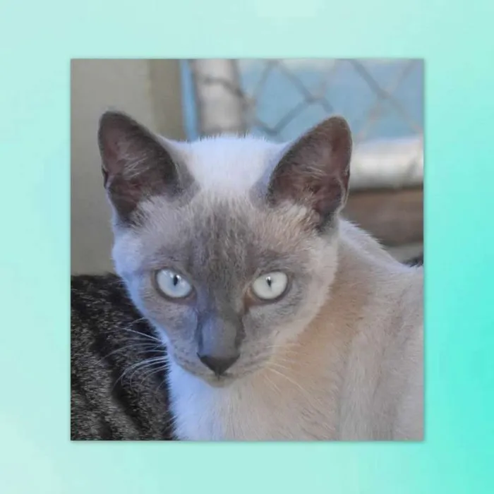 Gato ra a srd idade 2 a 6 meses nome Margot