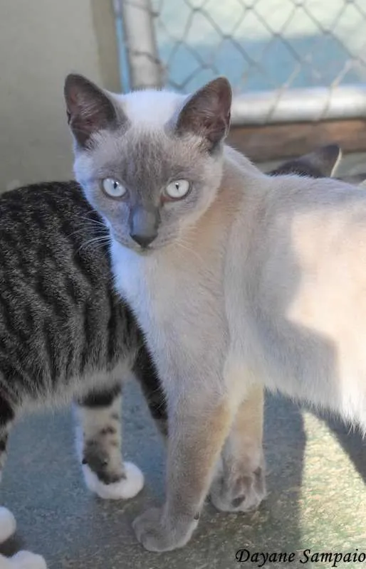 Gato ra a srd idade 2 a 6 meses nome Margot
