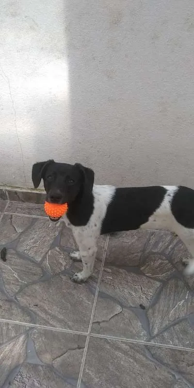 Cachorro ra a Vira Lata idade 7 a 11 meses nome Luke