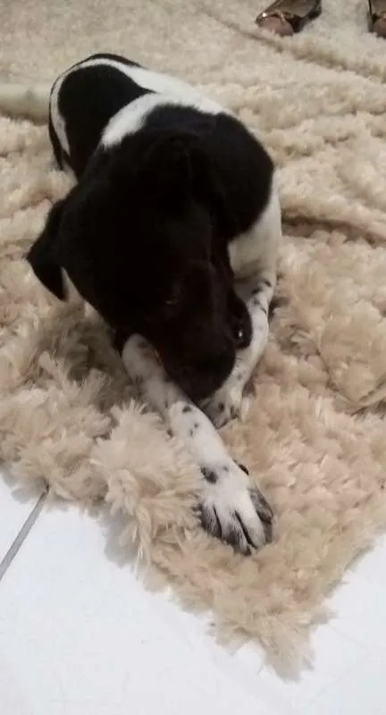 Cachorro ra a Vira Lata idade 7 a 11 meses nome Luke