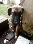 Amiga