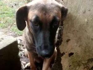 Cachorro raça Srd idade 2 anos nome Amiga