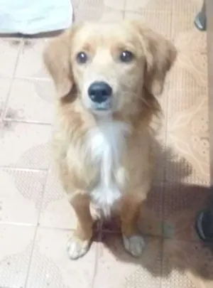 Cachorro raça SDR idade 2 anos nome Lupita